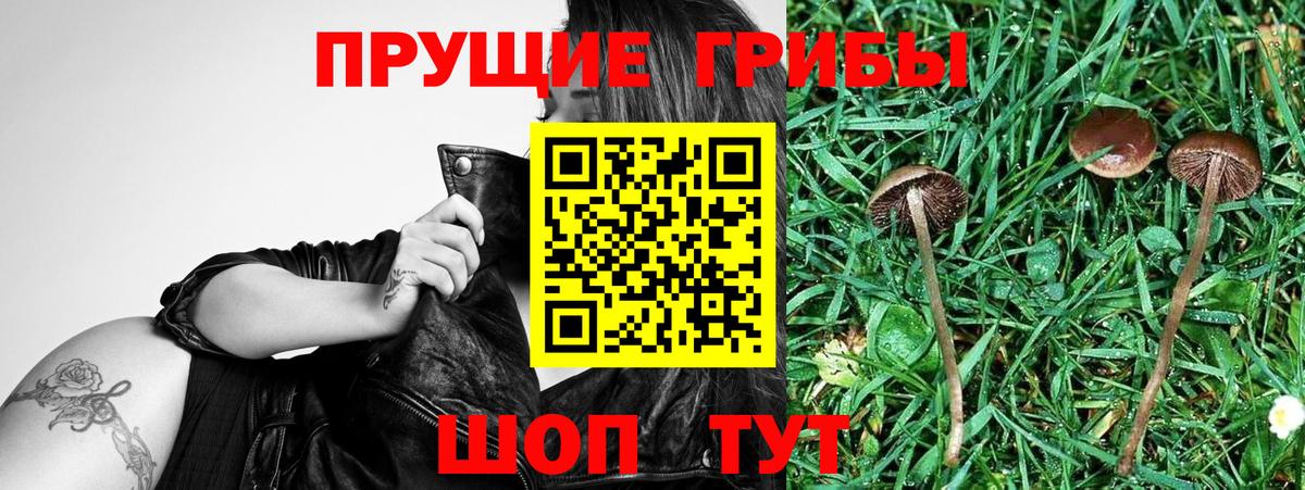 Псилоцибиновые грибы Psilocybine cubensis Кострома